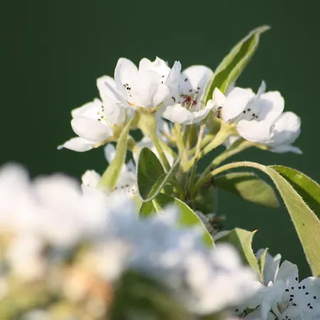 Radler's Hof בית הארחה 3*