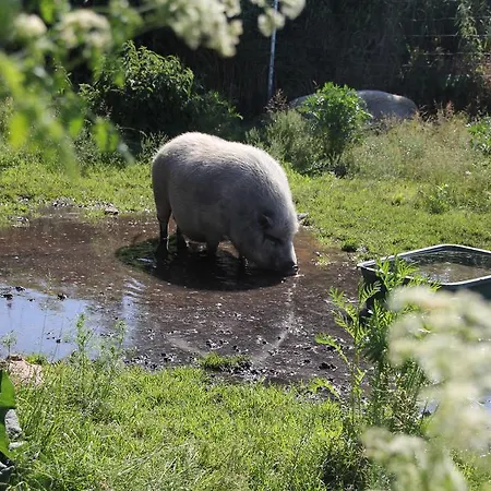 בית הארחה Radler's Hof Letschin