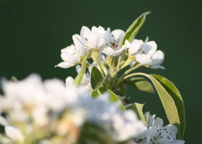 Radler's Hof Gasthuis 3*